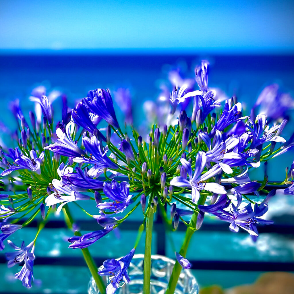 agapanthus